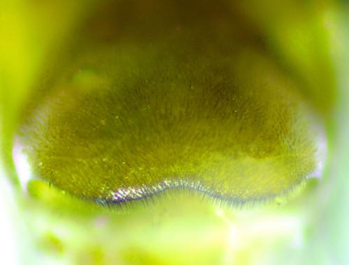Tenthredopsis sp.